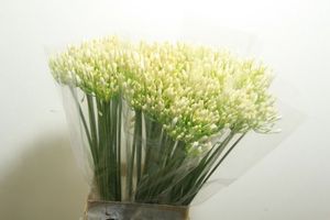 AGAPANTHE BIANCA PERLA 70